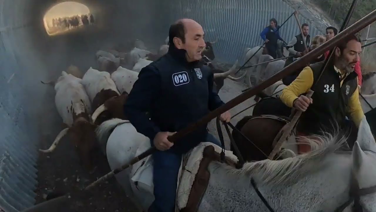 ENCIERRO CUELLAR SAN MIGUEL 2024 // A CABALLO CON GOPRO