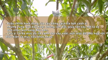 SỔ TAY NHÀ NÔNG: Kỹ thuật tỉa cành, tạo tán cho cây xoài đạt năng suất cao