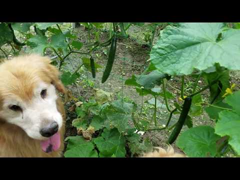 キュウリを食べる犬  