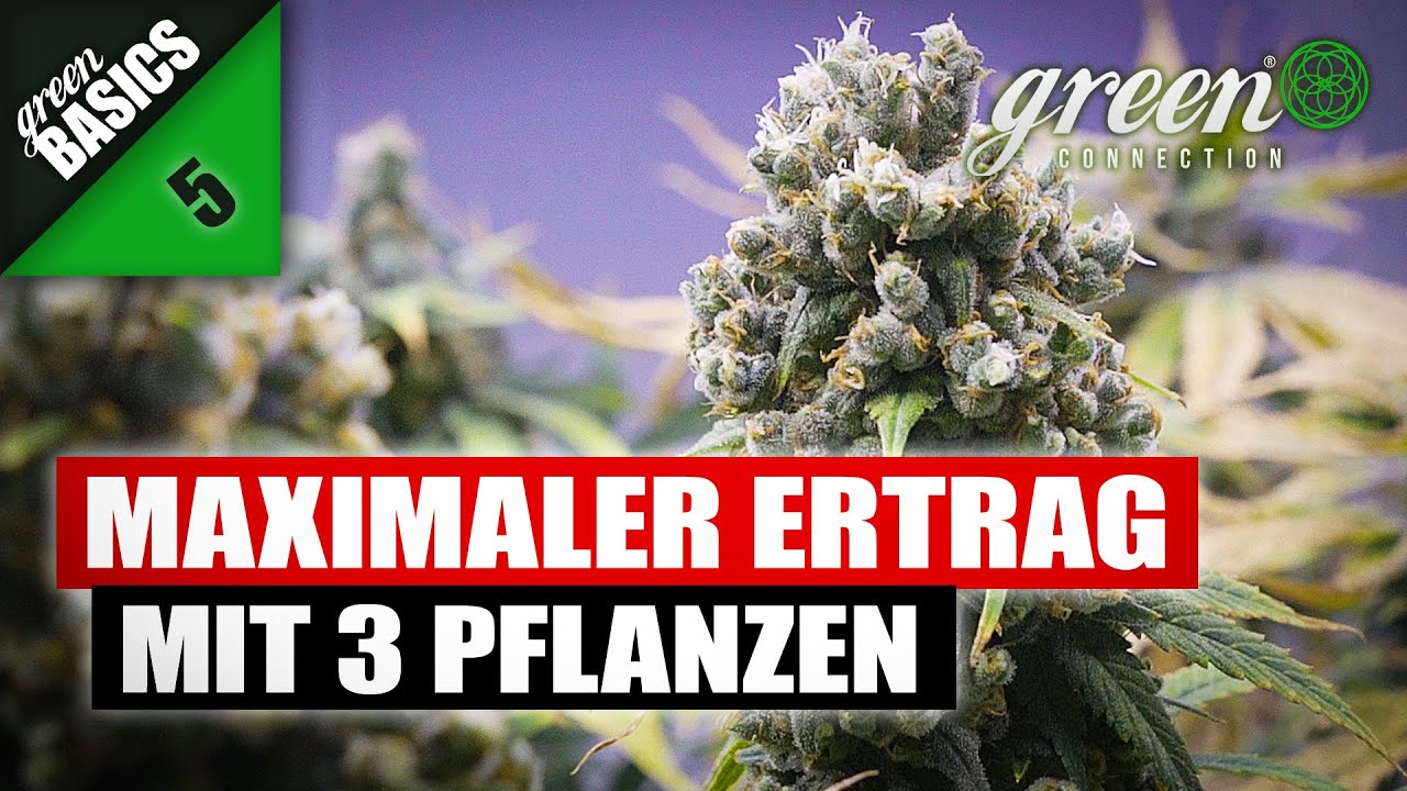 WIEVIEL GRAMM ich mit 3 CANNABIS PFLANZEN ERNTEN konnte ? | GreenBasics 7 | HomeGrow Basic