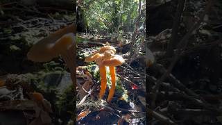 #yellowfootmushroom #winterchanterelle #craterellustubaeformis