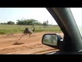 Do you wanna run? (Ostrich)