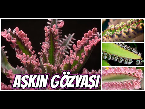 AŞKIN GÖZYAŞI ÇİÇEĞİ BAKIMI ve ÇOĞALTILMASI