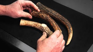 How to EASILY restore color to Stag and Deer Antler