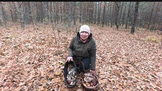 видео: Спочатку брали гливи, потім всі інші гриби.🙂 картинка: Спочатку брали гливи, потім всі інші гриби.🙂