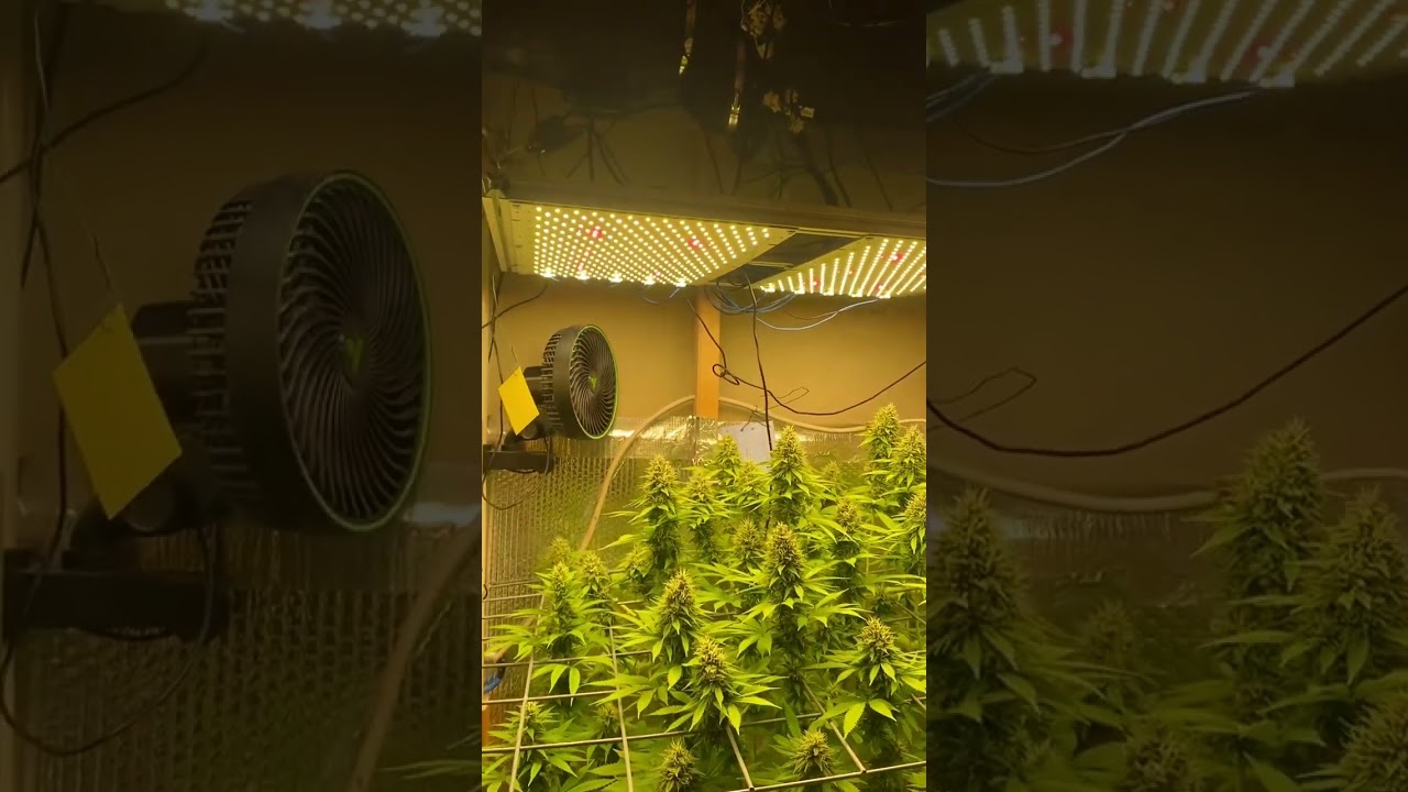 Homegrow: Sleepy Joe Strain | Lemon Shining Silver Haze RQS 