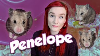 Hamsters Don't Eat Guinea Pig Food | Penelope's Rescue Story | Munchies Place