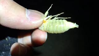 Download Lagu Finding Brood X Cicadas at NIGHT! (Catching Tenerals to EAT!) MP3 Download Lagu Finding Brood X Cicadas at NIGHT! (Catching Tenerals to EAT!) MP3