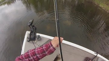 Incredible Shallow Water Crappie