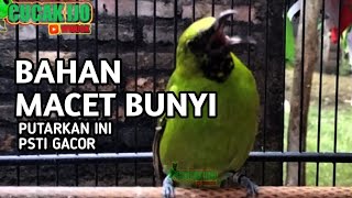 CUCAK IJO BAHAN MACET BUNYI PASTI NYAUT DENGAN SUARA INI