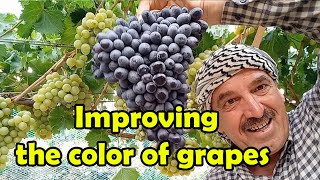 زيادة تلوين العنب . Improving the color of grapes