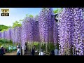 Blue sky and full bloom wisteria ashikaga flower park 2024 4k.r