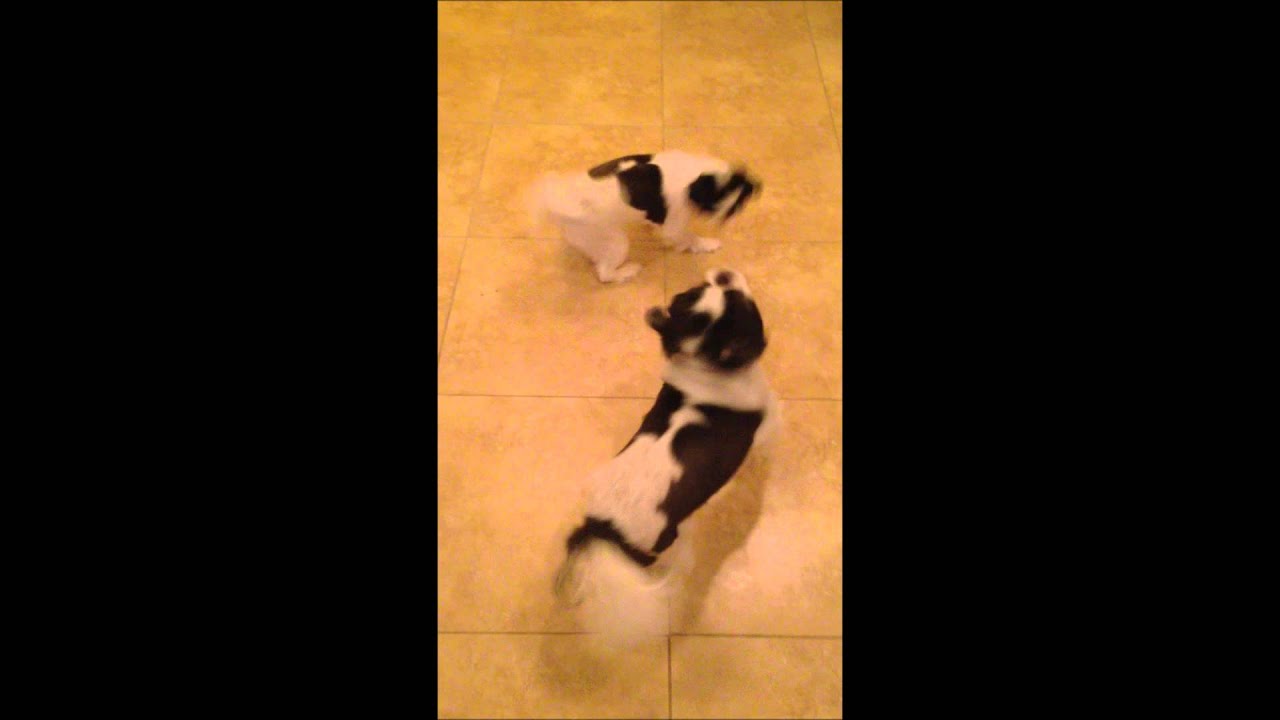 Cute dog spinning getting excited to eat YouTube