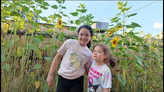 Sunflower Update