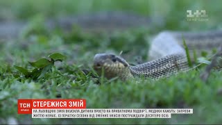 Зміїна небезпека: через холодну весну в Україні активність плазунів тільки почалася