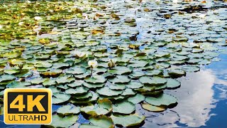 4K Relax by the lake with water lilies and the natural sound of the song of frogs and birds