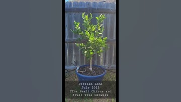 Persian Lime update - Growing Citrus in Containers