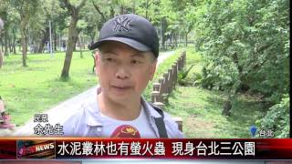 20170419 螢火蟲季到了 台北都會區公園現蹤