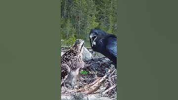 POV: A Crow Attacks a Baby Eagle in the Nest!