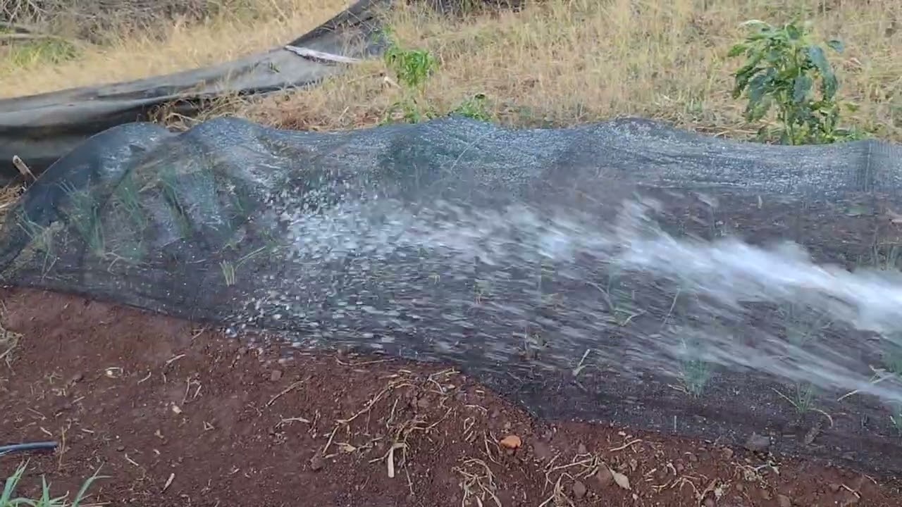 No sítio não paramos nem no domingo sempre a coisas pra fazer.