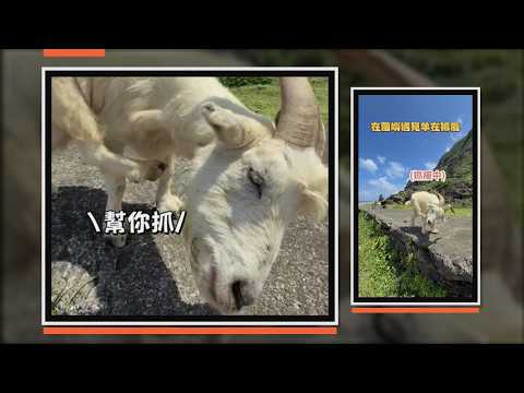 蘭嶼的羊抓癢停不下來 熱心男直接上手幫牠搔