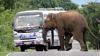 A fierce attack on the bus by a ferocious elephant elephantattack