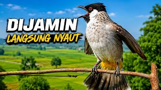 Suara Burung Kutilang Gacor Memanggil Temannya Dijamin Langsung Nyaut