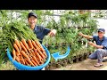 Breakthrough Growing Carrots On 3 Layers, Secret To Fast Growth, Completely Organic!