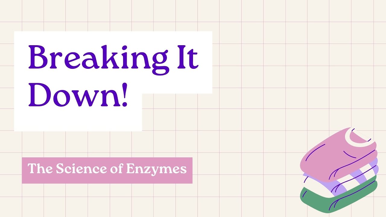 Breaking It Down: The Science of Enzymes