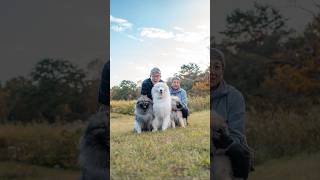 初東北で出会ったモフモフ3人組🐻‍❄️🐶 #ストリートスナップ #犬 #サモエド #キースホンド #ワンちゃん