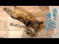 赤ちゃんを寝かしつけるママをじっと待ってる猫が可愛すぎる!
