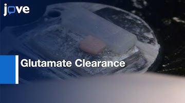 Transporter Current analysis to derive Glutamate Clearance Time course | Protocol Preview