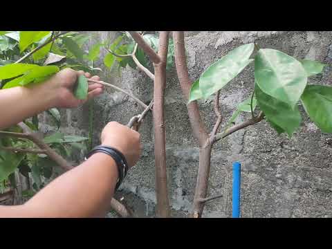 Video: Fruit Tree Quince Pruning - Kailan At Paano Mag-Prun ng Quince Tree