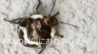 初めて見た！この虫の名前教えて下さい