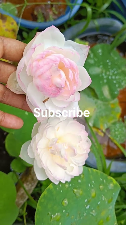 lotus#amari camelia #yellow peony