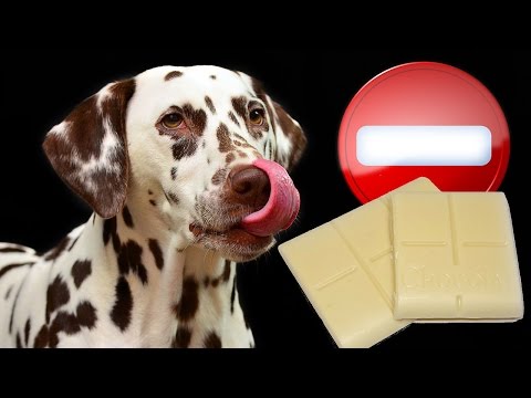 Video: ¿Qué chocolate es malo para los perros?