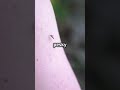 No See Ums: Tiny Pests Explained 🦟