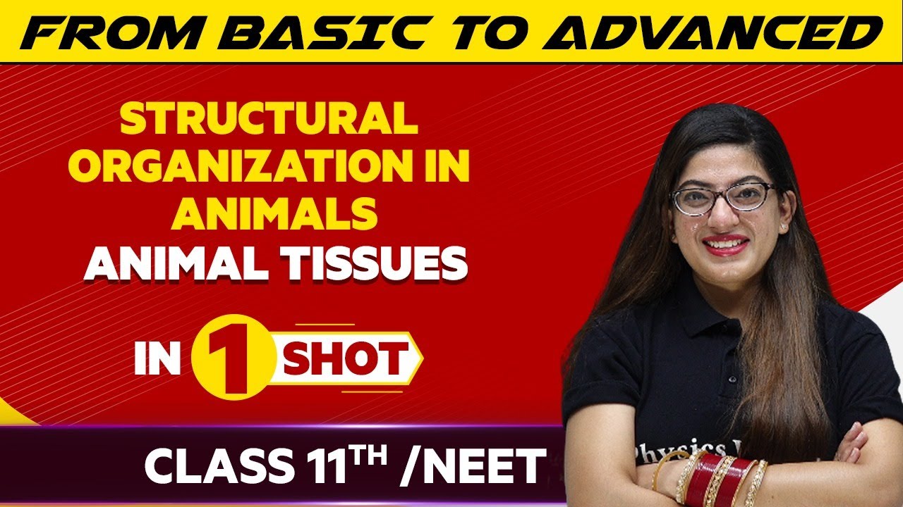 Structural Organization in Animals: Animal Tissues in One Shot - NEET/Class 11th Boards
