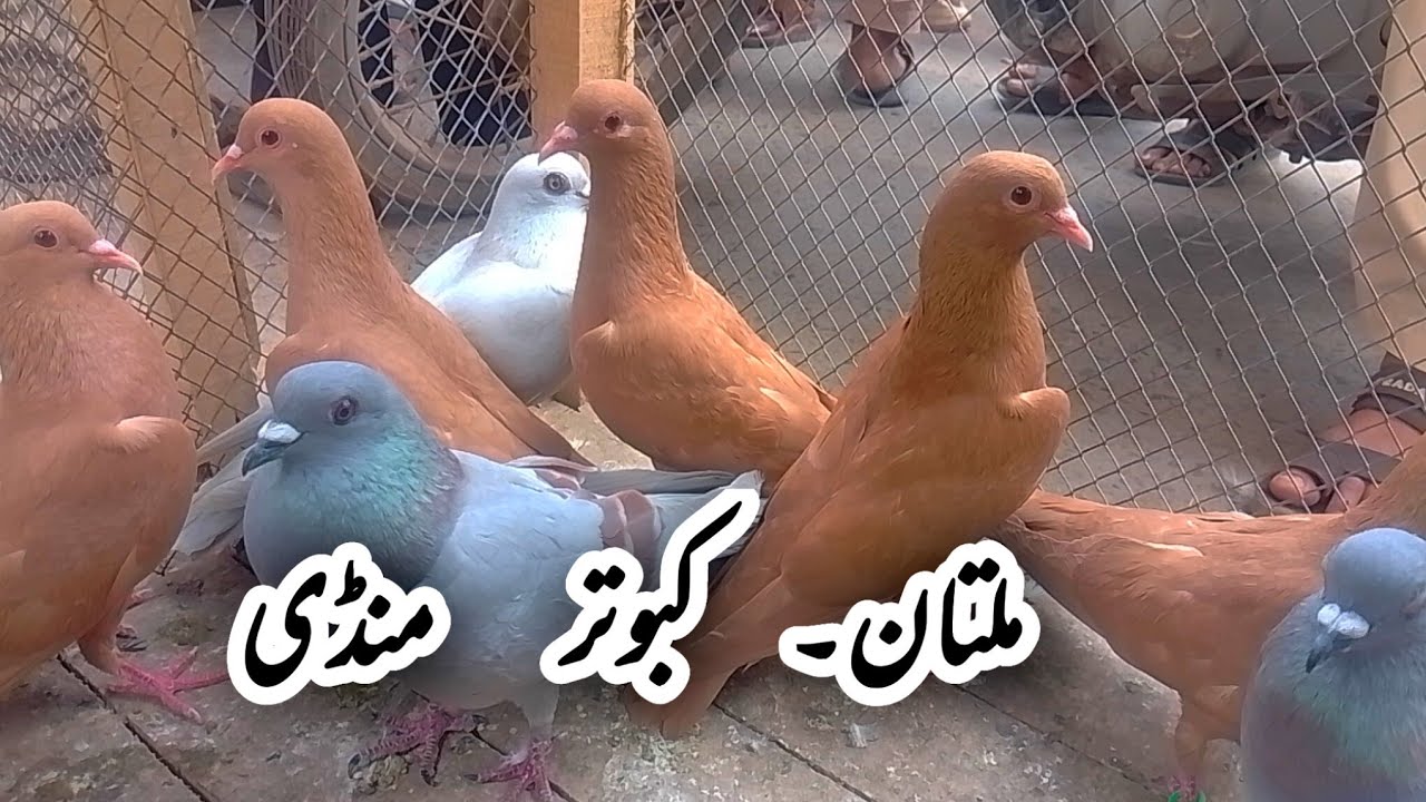 Multan Kabootar Mandi 2026 | Rare Rangeen Kabootar | Ch Junaid Pigeons