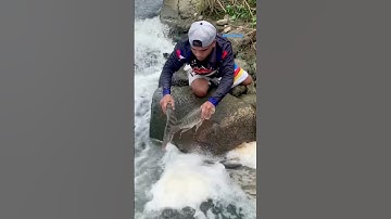 Cá Lớn - bắt Cá Rô Phi đơn giản 😱 #khacthuyvlogg