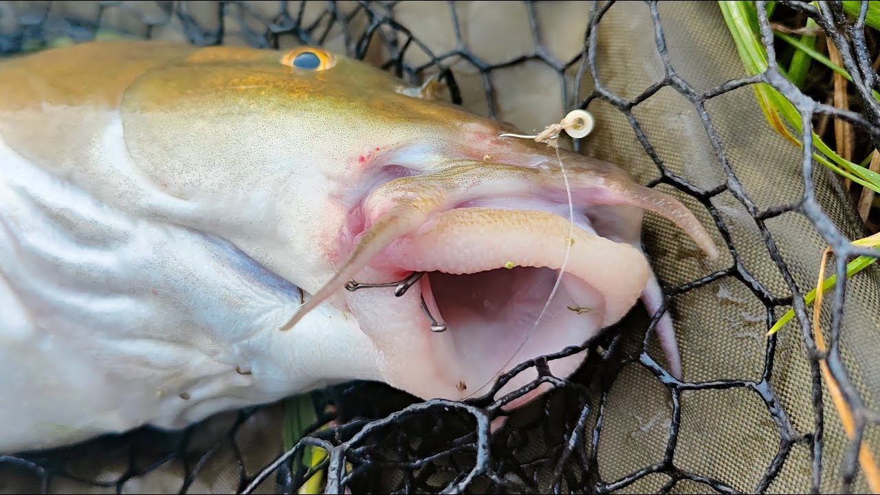 g loomis casting rods uk GCX LITE SPINNING – G. EU dock skipper Berkley Buzz Ramsey Air Options:CP3000 14.50m Extension while premium cork handles