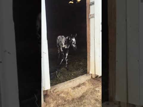 Video: Pasmina konja Appaloosa: fotografija, opis. Appaloosa konj: leopard, zaljev