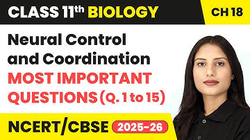 Neural Control And Coordination - Most Important Questions (Q.1 to 15) | Class 11 Biology Chapter 18