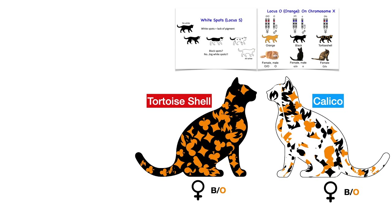calico cat vs tortoiseshell cat