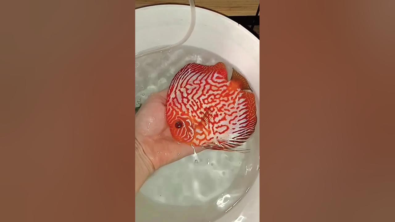 Отправка рабочей пары в Ставрополь #aquarium #аквариум # ...