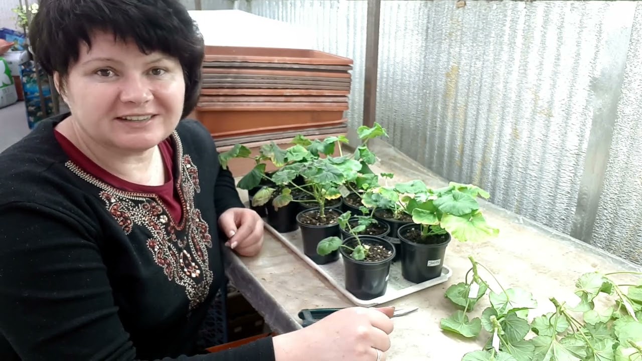 Как прошла адаптация.Черенки с НОВЫХ ПЕЛАРГОНИЙ. Красный вермикулит ...