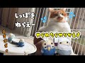 【ことり天国】ポコ兄そらっち、はっさくにリベンジするの巻