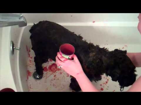 Rubbing Tomato Sauce on Dog to Remove Skunk Smell