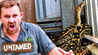 Top 5 Most Dangerous Australian Snake Rescues | Untamed News