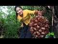 Countryside Life TV: Have you ever seen this fruit at your place? / Nipa palm fruit recipe